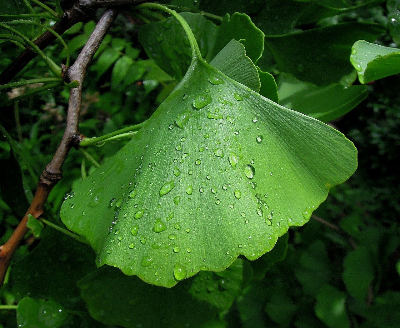 Ginkgo biloba leaf